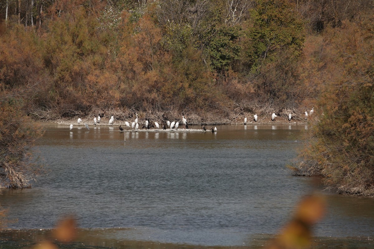 Great Egret - ML645589720