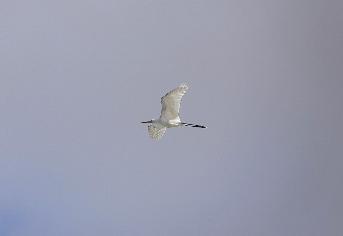 Great Egret - ML645589725