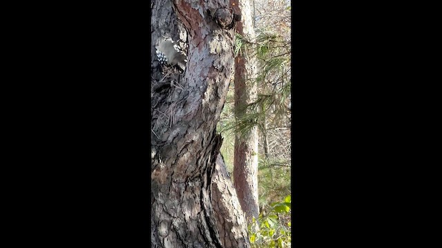 Дятел сіролобий - ML645589731