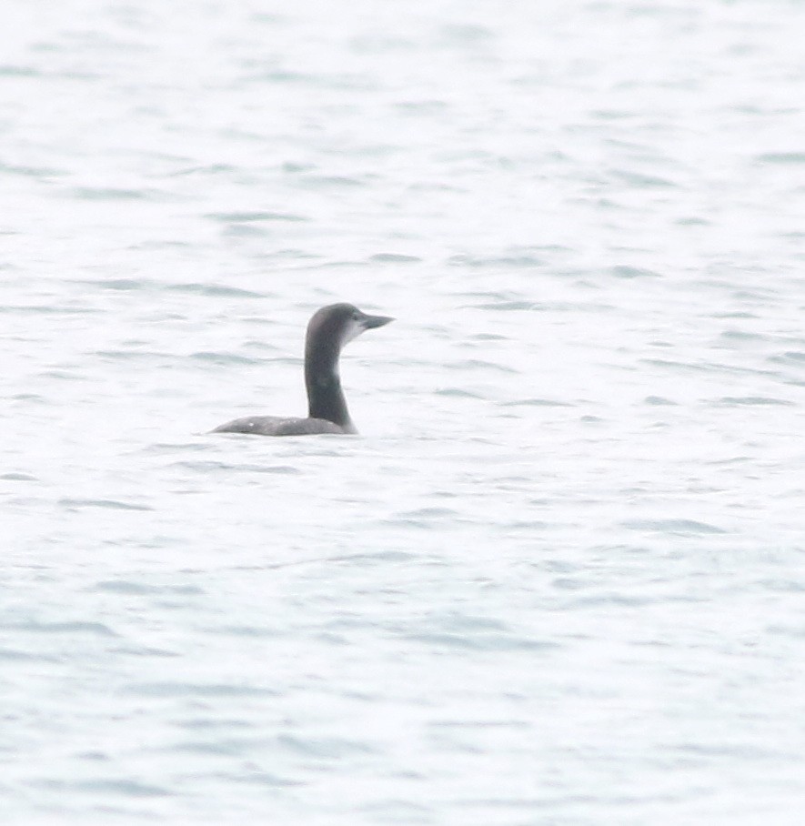 Common Loon - ML645589755