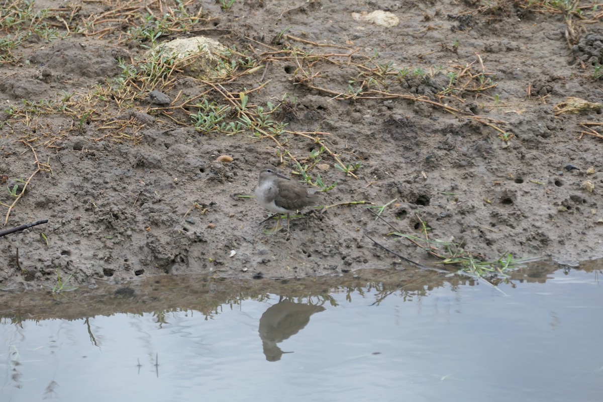 Spotted Sandpiper - ML645589758