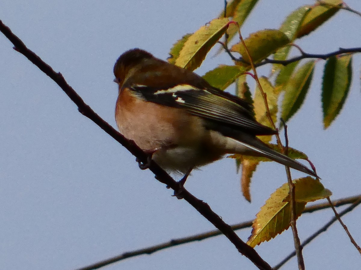 Common Chaffinch - ML645589760