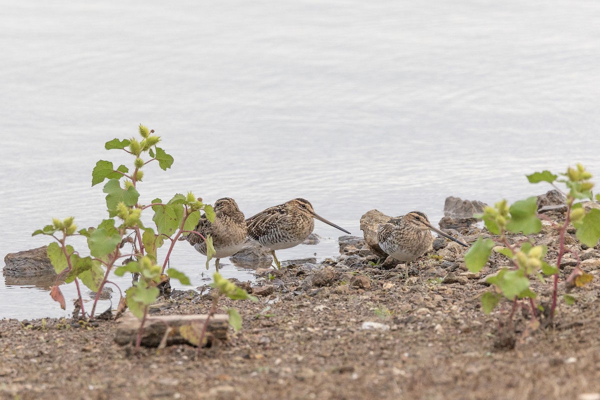 田鷸 - ML645589764