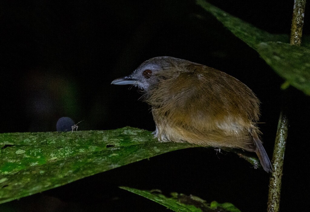 Horsfield's Babbler - ML645589765