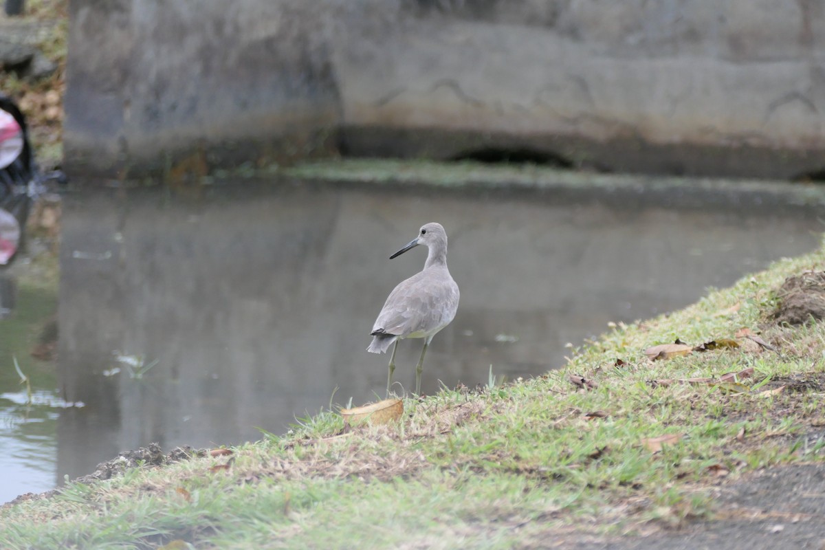Willet - ML645589766