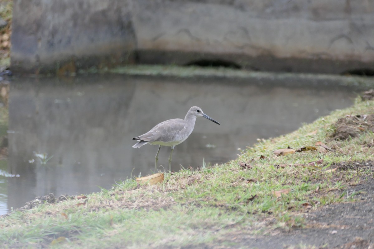 Willet - ML645589767