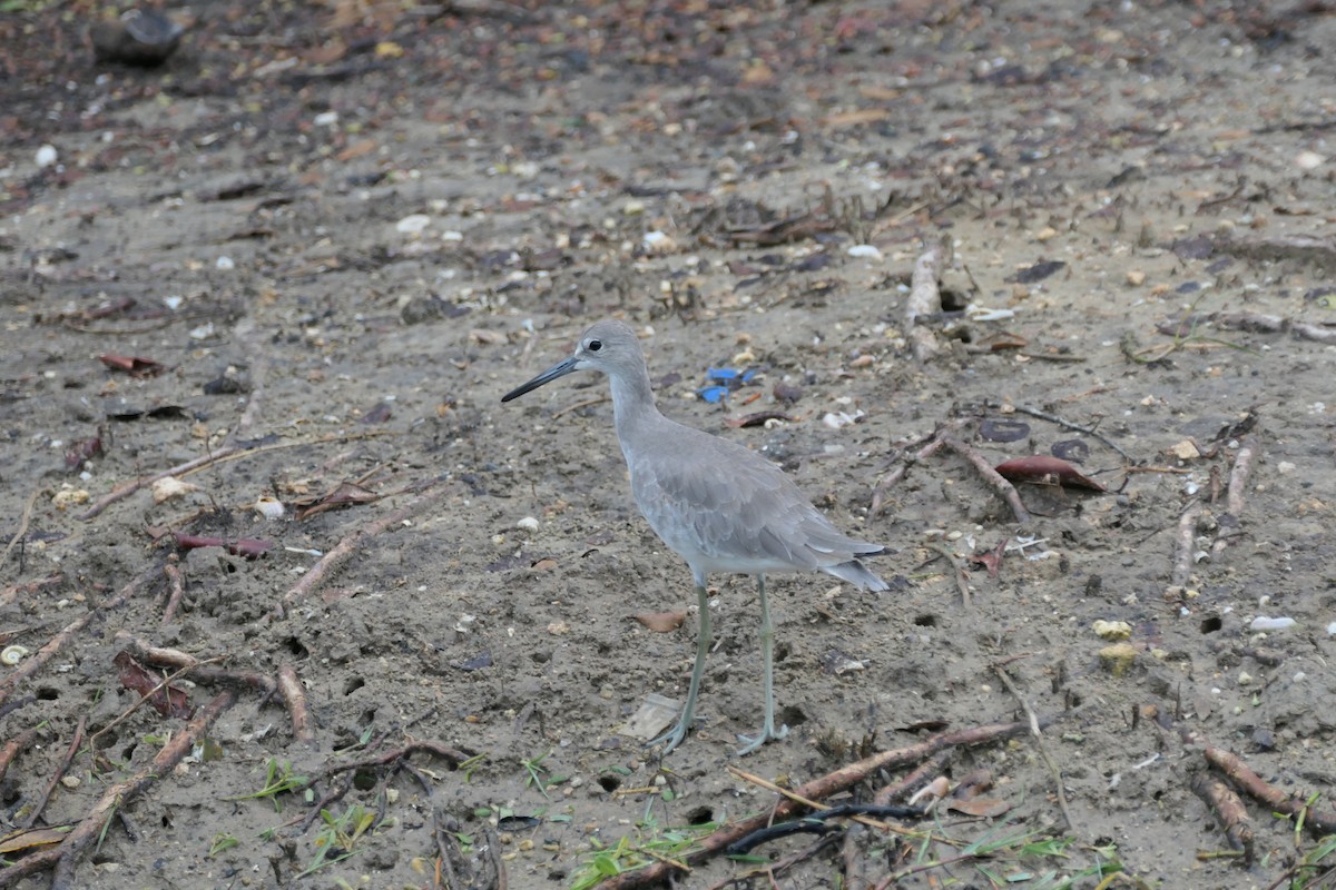 Willet - ML645589768
