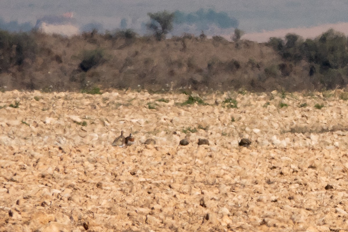 Pin-tailed Sandgrouse - ML645589770