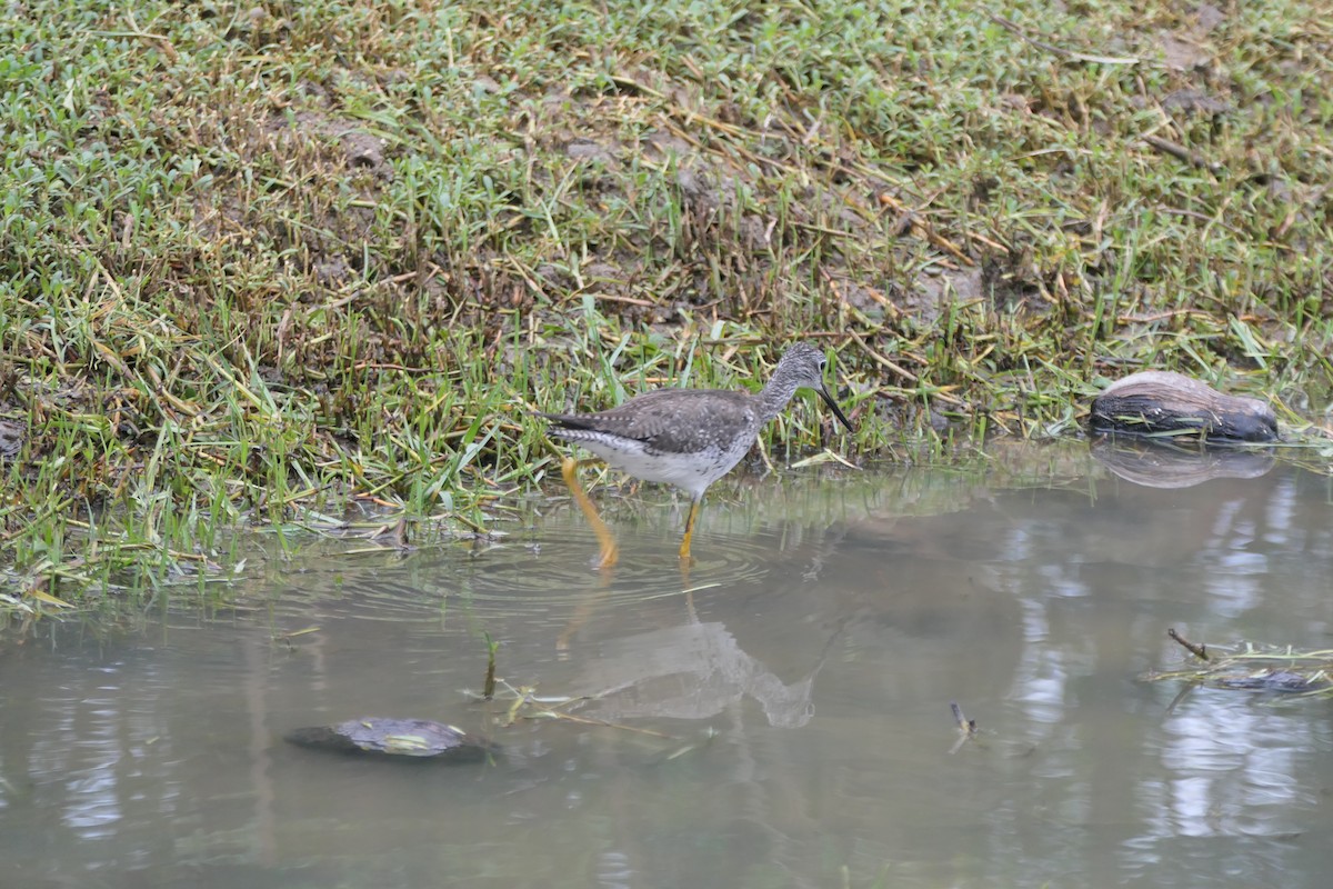 Greater Yellowlegs - ML645589771