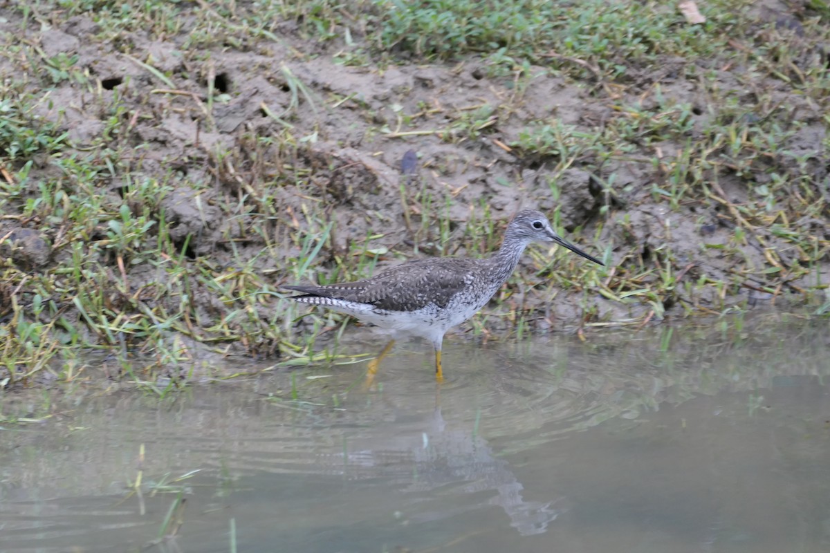 Greater Yellowlegs - ML645589772