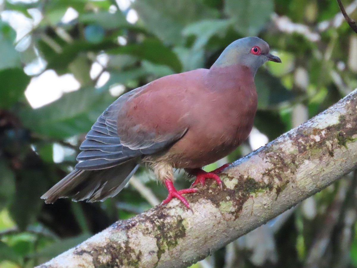 Pale-vented Pigeon - ML645589774