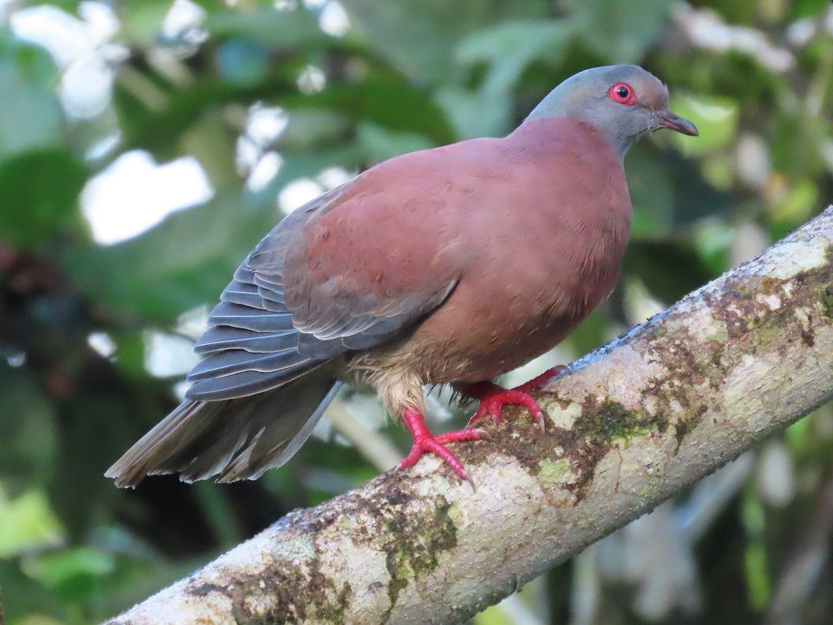 Pale-vented Pigeon - ML645589776