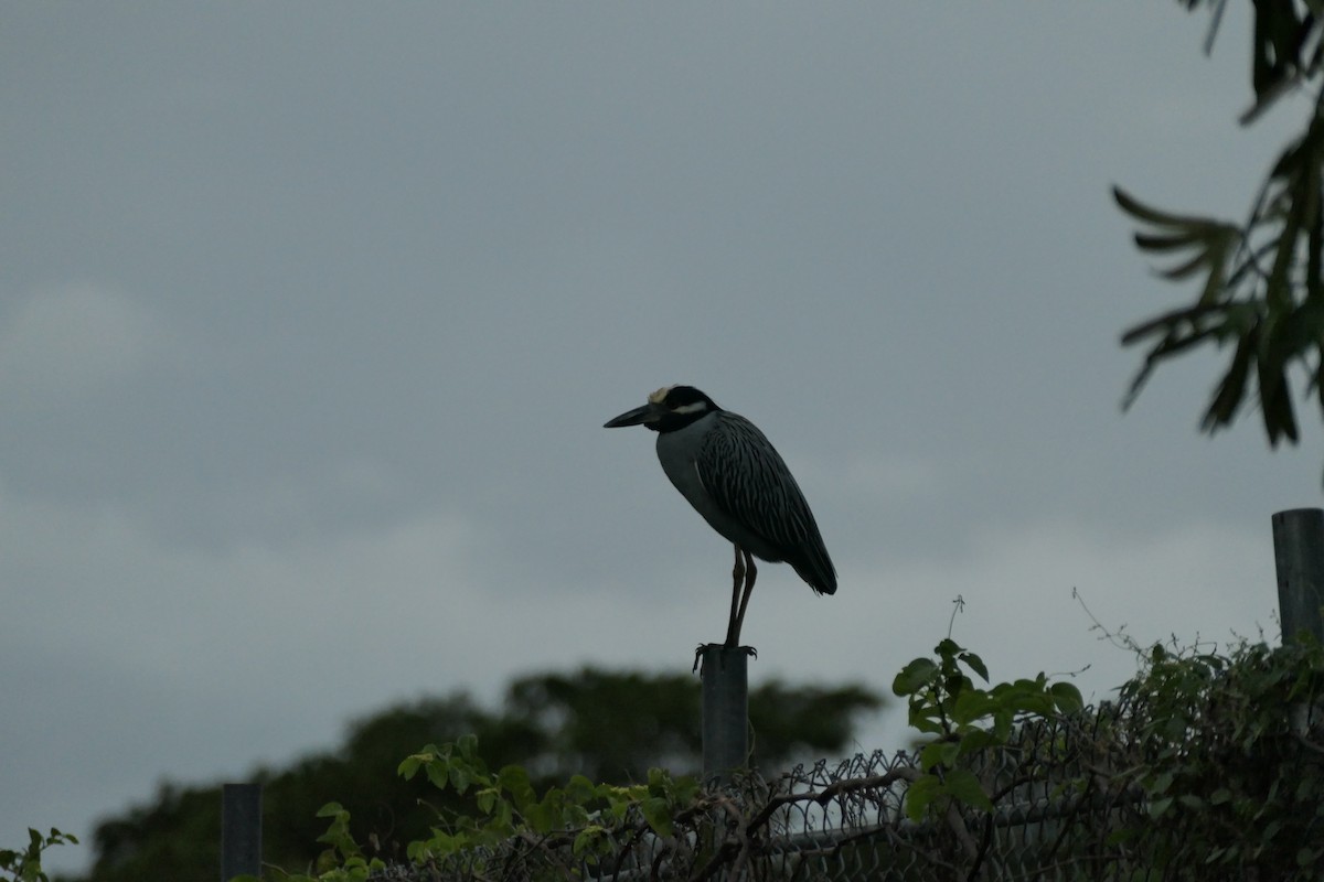 Yellow-crowned Night Heron - ML645589777