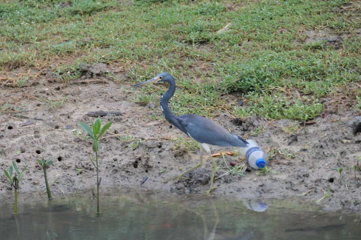 Tricolored Heron - ML645589784