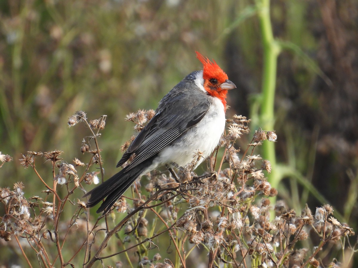 紅冠唐納雀 - ML645589787