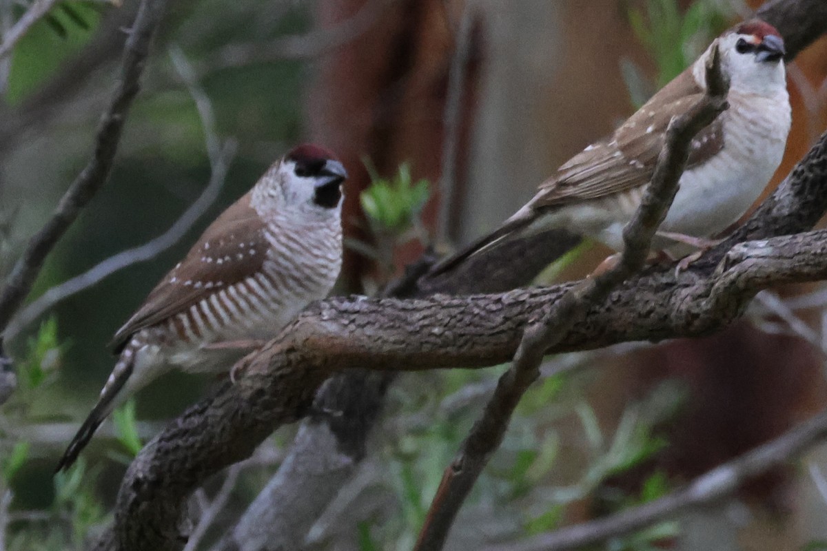 Plum-headed Finch - ML645589788