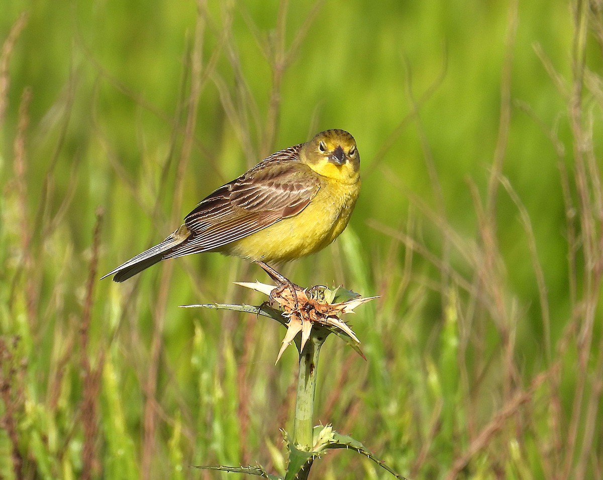 Grassland Yellow-Finch - ML645589789