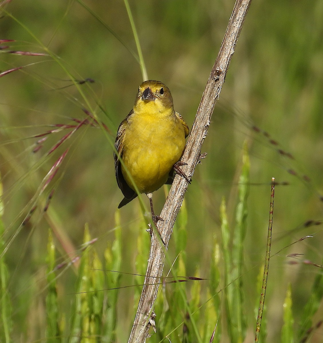 Grassland Yellow-Finch - ML645589792