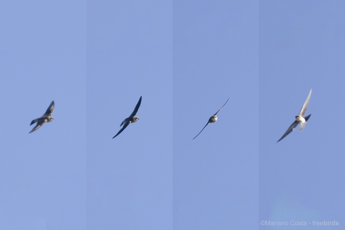 Tawny-headed Swallow - ML645589806