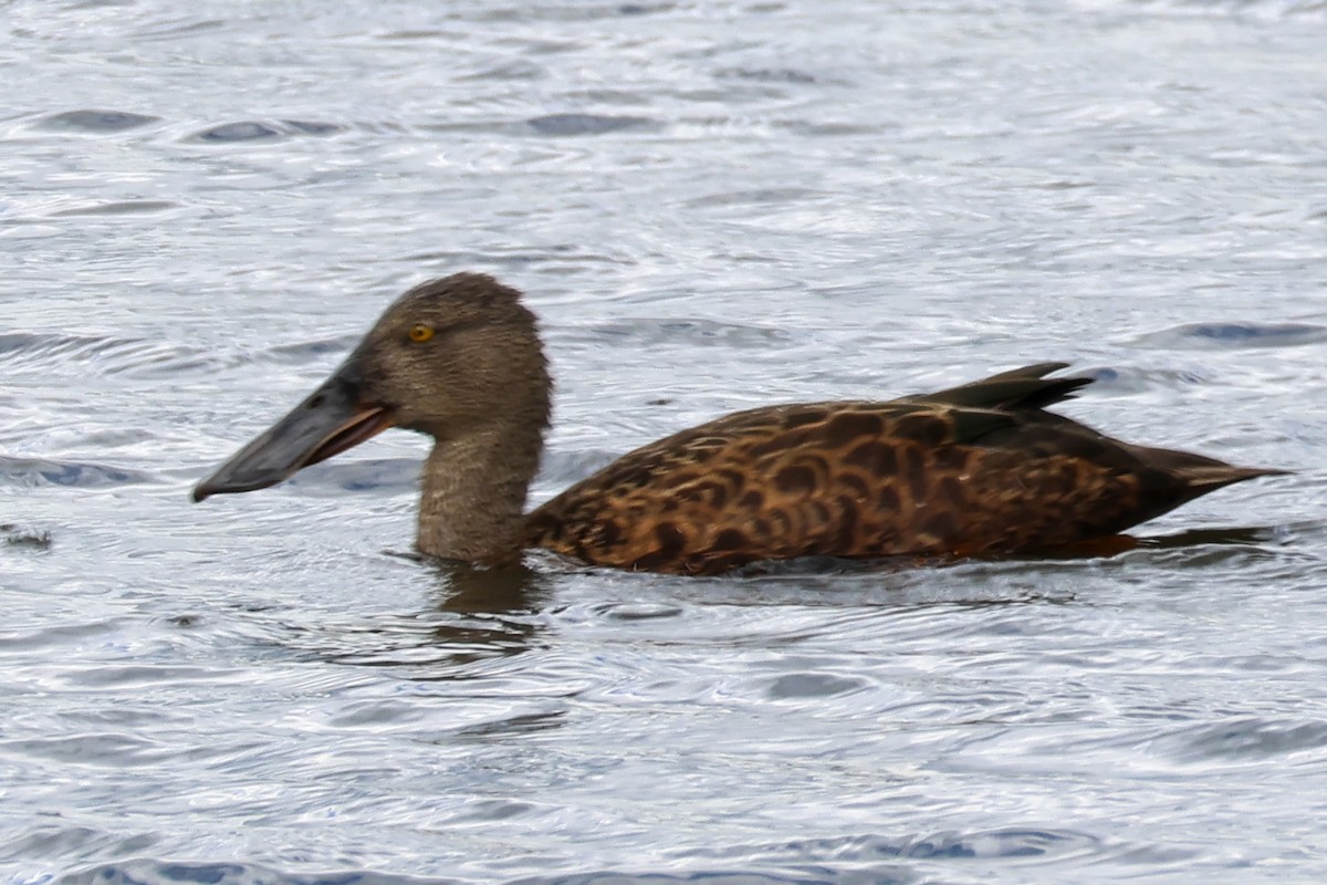 Australasian Shoveler - ML645589818