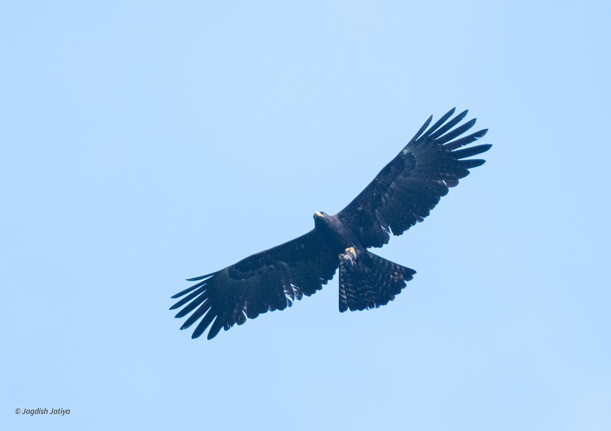 Орел чорний - ML645589821