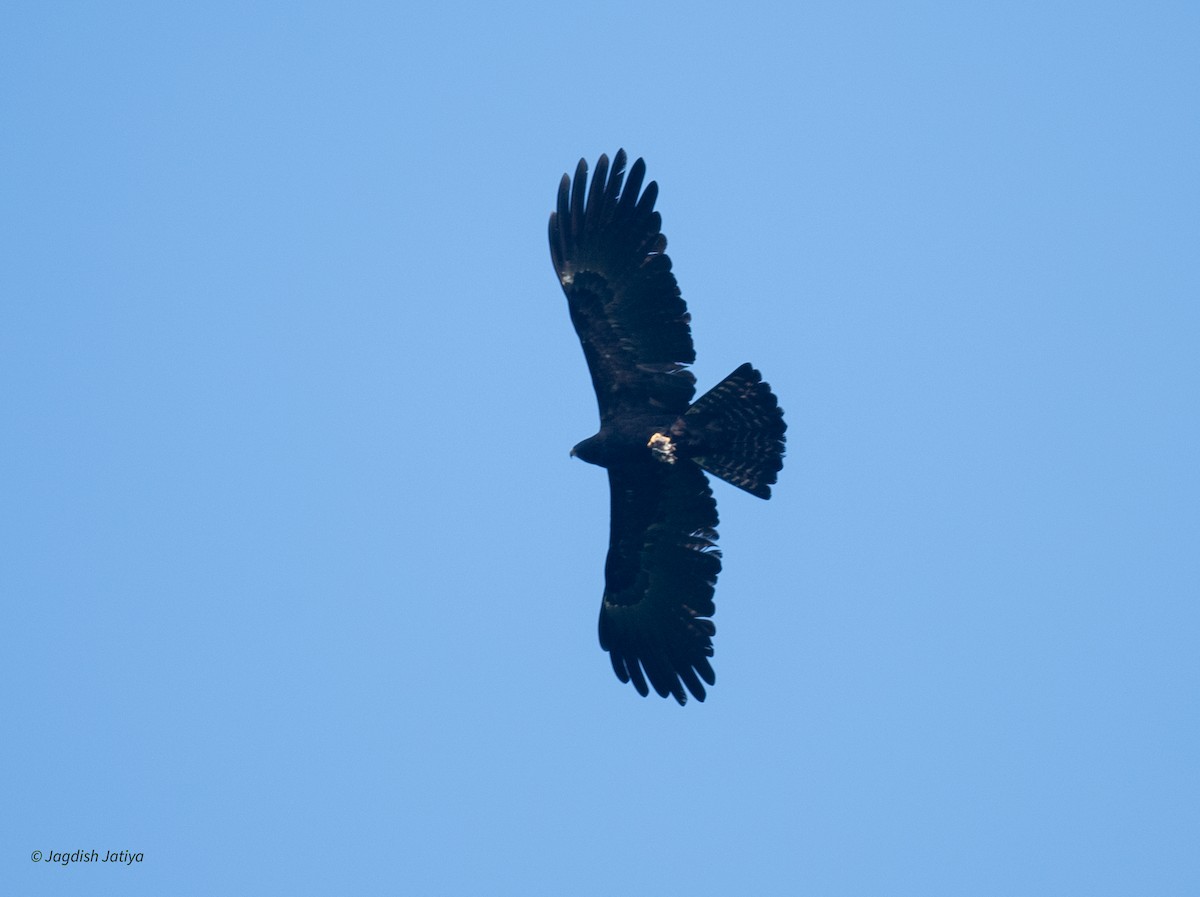 Орел чорний - ML645589822