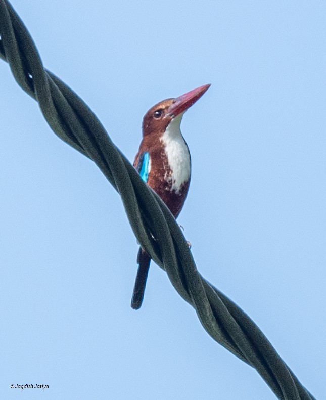 Альціон білогрудий - ML645589824