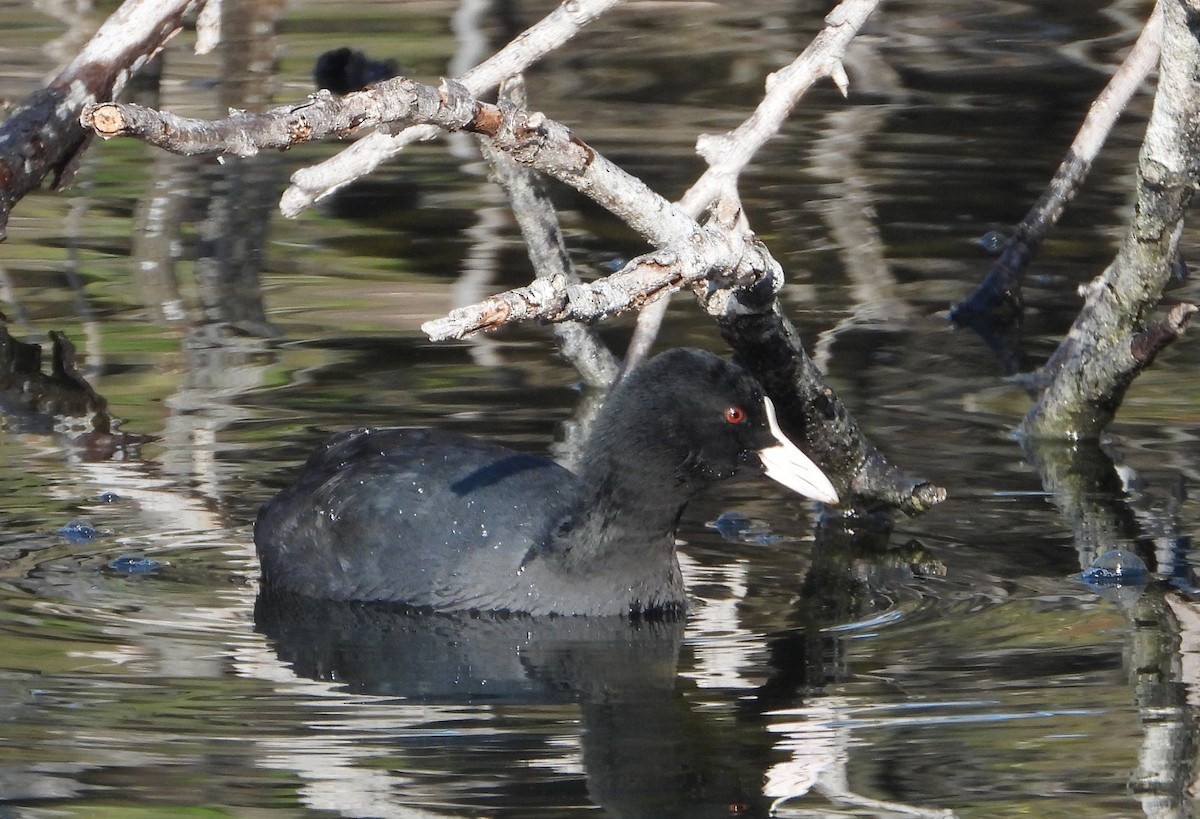 Лиска звичайна - ML645589825