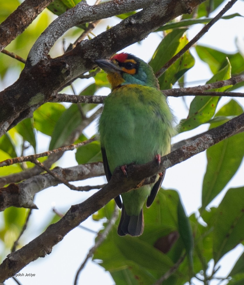 Бородастик малабарський - ML645589826