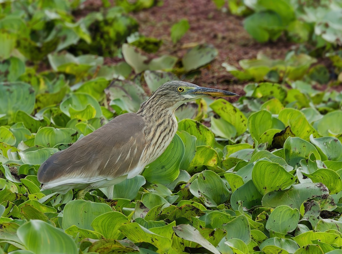 Ardeola sp. - ML645589827