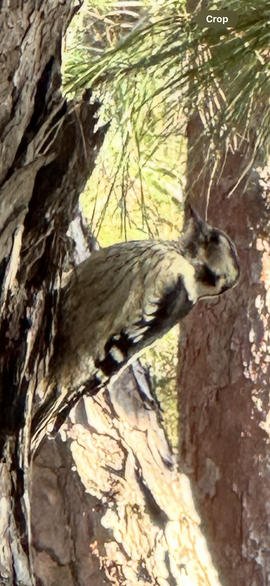 Дятел сіролобий - ML645589828