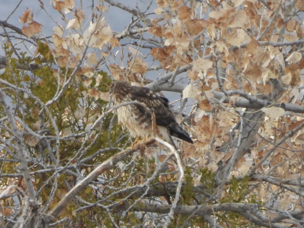 Лунь американський - ML645589832