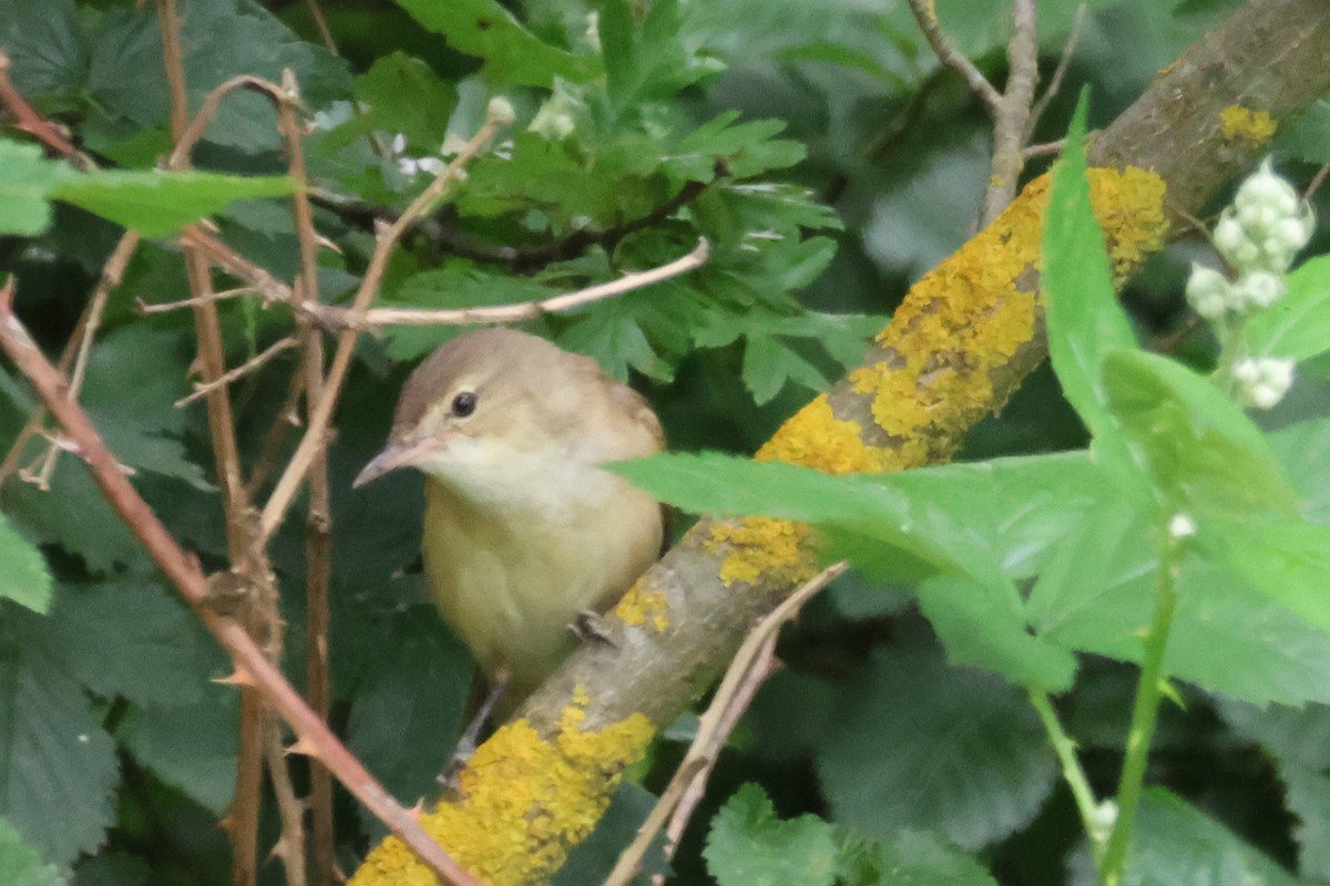 Очеретянка австралійська - ML645589833