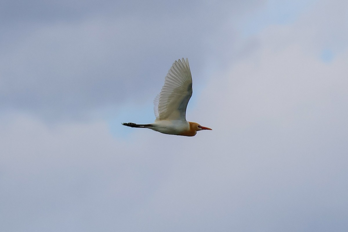 Чапля єгипетська східна - ML645589834