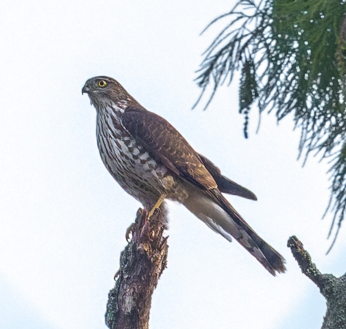 Яструб неоарктичний - ML645589835