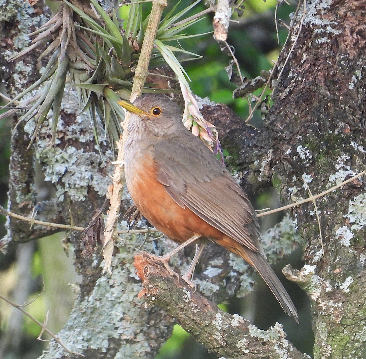Дрізд рудочеревий - ML645589836