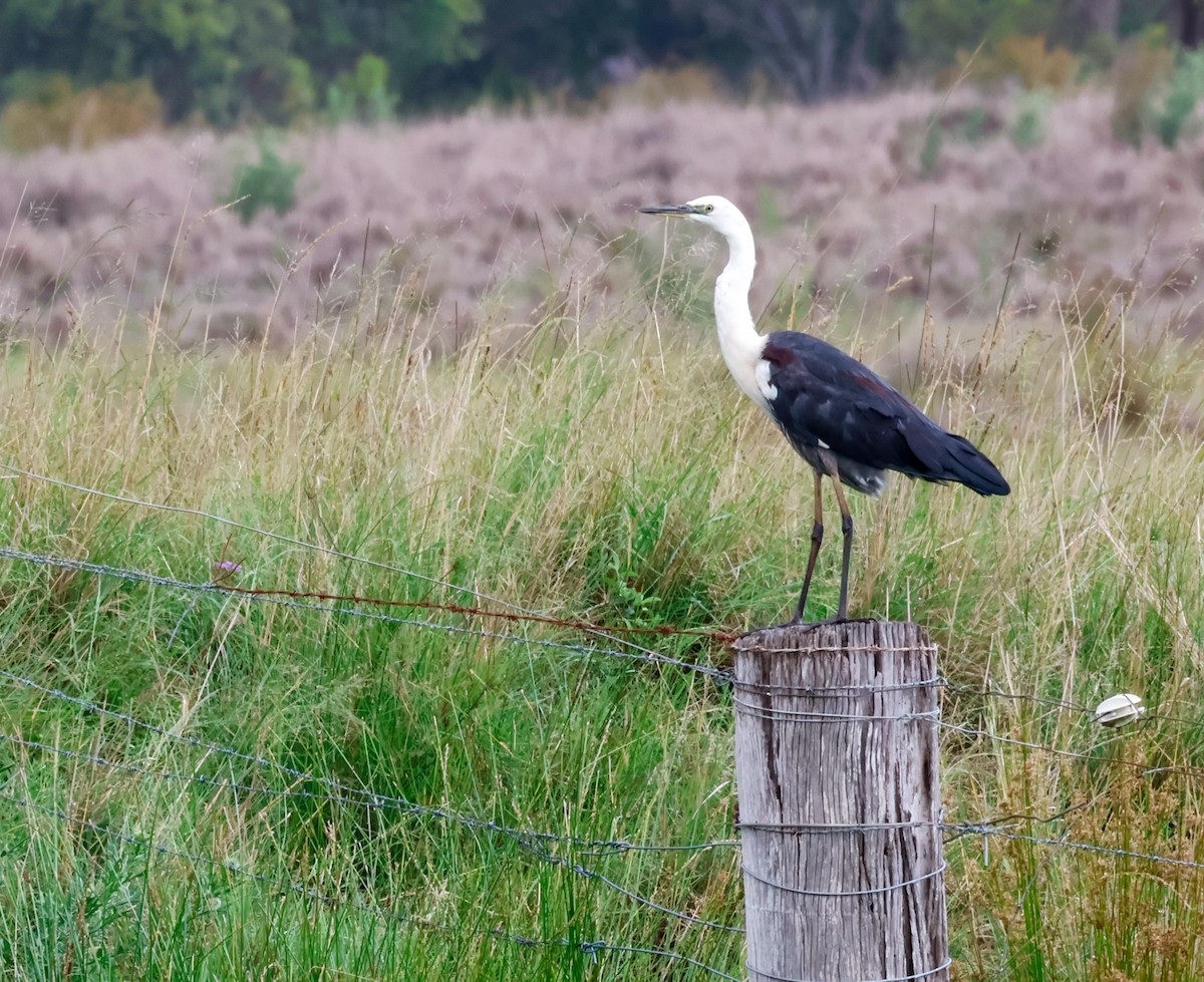 Чапля білошия - ML645589837