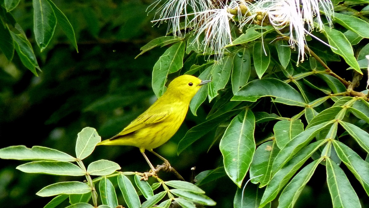 Пісняр-лісовик жовтий північний - ML645589839