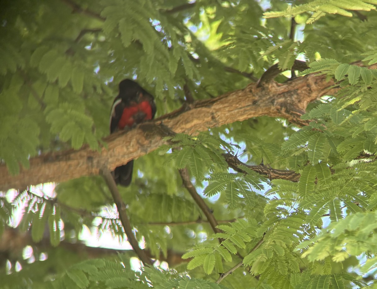 Гонолек червоноволий - ML645589840