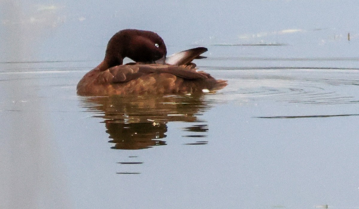 Чернь австралійська - ML645589841