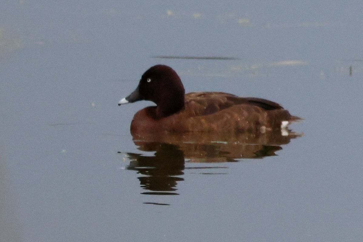 Чернь австралійська - ML645589842