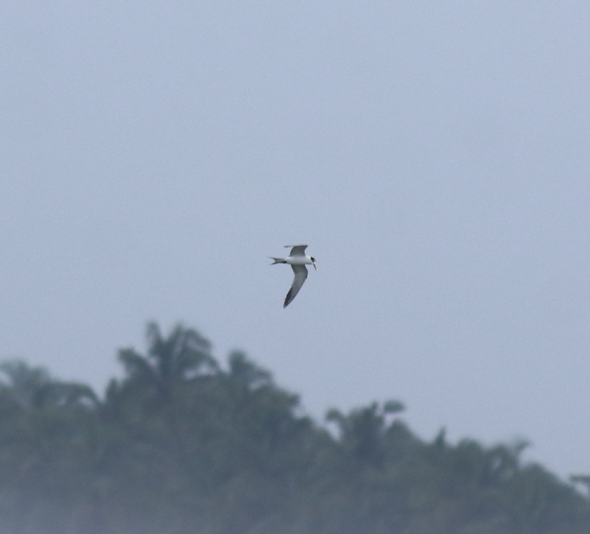 Крячок бенгальський - ML645589843