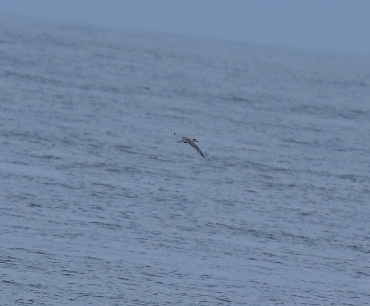 Крячок бенгальський - ML645589844