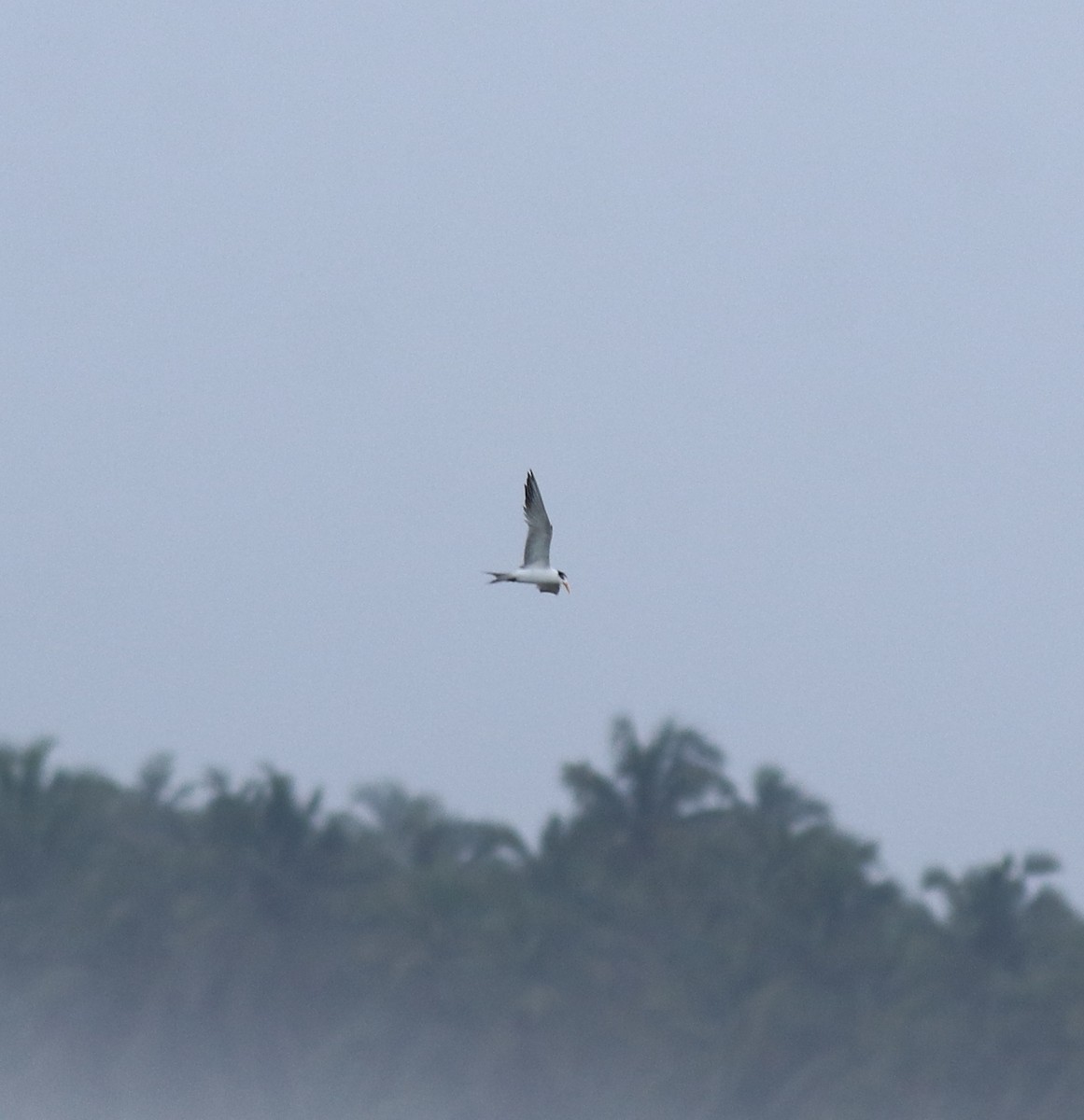 Крячок бенгальський - ML645589845