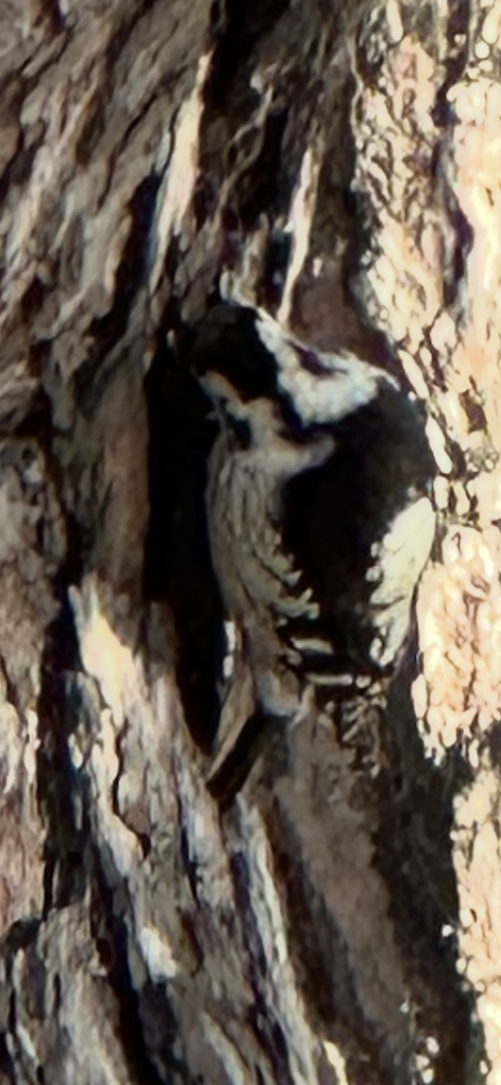 Дятел сіролобий - ML645589846