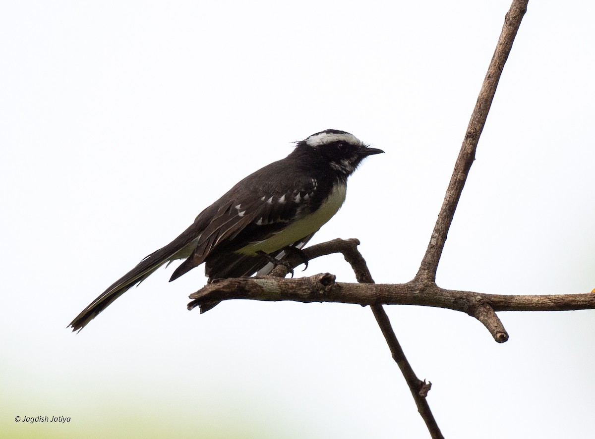 Віялохвістка білоброва - ML645589847