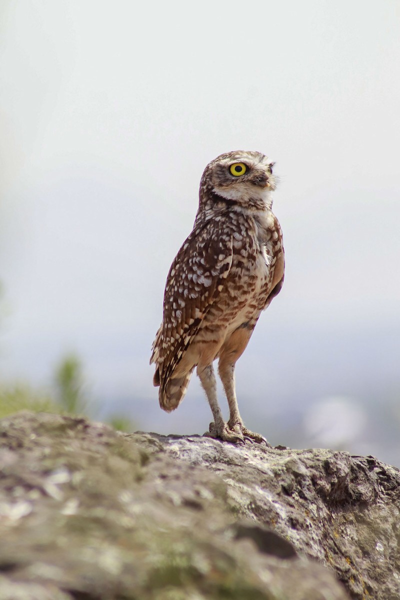 Сич американський - ML645589848