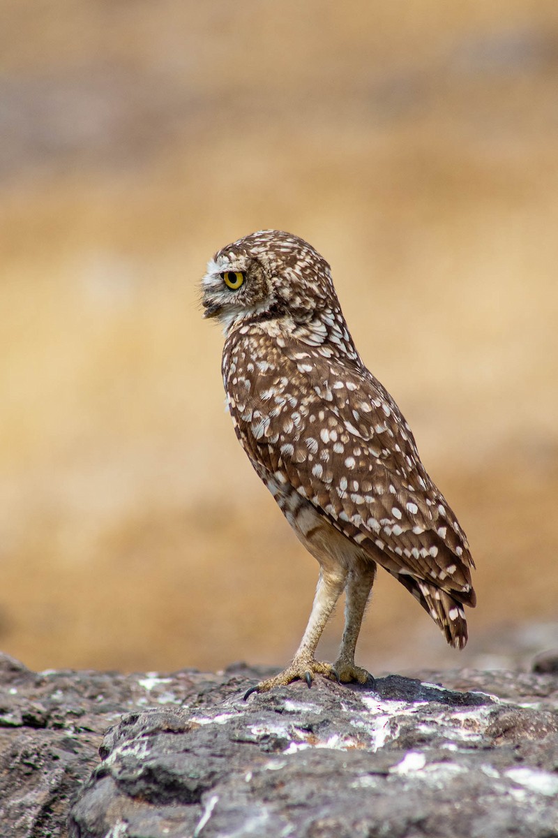 Сич американський - ML645589849