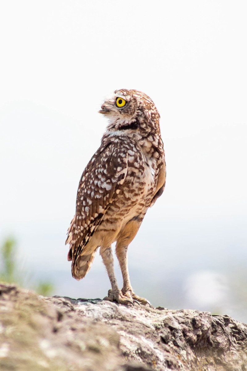 Сич американський - ML645589850