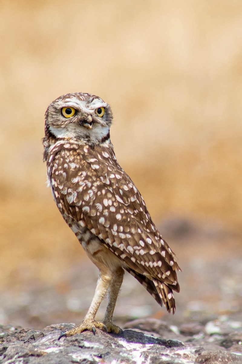 Сич американський - ML645589851